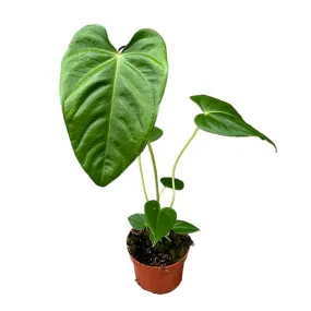 15 cm  Anthurium Recavum x Recavum House Plant 10,5 cm Pot