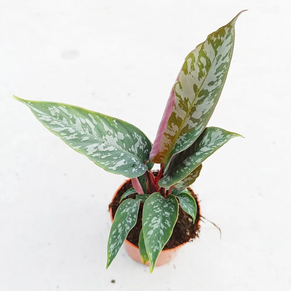 20 - 30cm Apoballis Acuminatissima Red Sword House Plant 9cm Pot