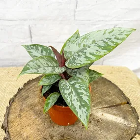 20 - 30cm Apoballis Acuminatissima Red Sword House Plant 9cm Pot